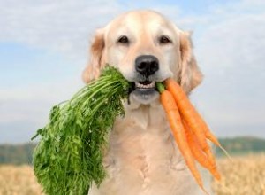 Les carottes sont-elles bonnes pour les chiens ? Façons de les ajouter à l alimentation de votre chiot 