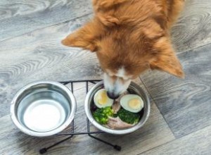 Les œufs sont-ils bons pour les chiens ? Conseils vétérinaires expliqués 