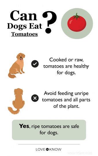 Les tomates sont-elles mauvaises pour les chiens ? Ou peuvent-ils être appréciés en toute sécurité ? 