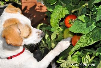 Les tomates sont-elles mauvaises pour les chiens ? Ou peuvent-ils être appréciés en toute sécurité ? 