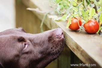 Les tomates sont-elles mauvaises pour les chiens ? Ou peuvent-ils être appréciés en toute sécurité ? 