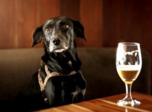 Les chiens peuvent-ils boire de la bière ? Gardez cette boisson pour les adultes 