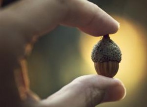 Les chiens peuvent-ils manger des glands ? Pourquoi vous devriez les garder hors de leur bouche 