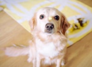 Les chiens peuvent-ils manger du fromage (en toute sécurité) ? Réponse expliquée pour les propriétaires 