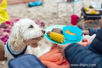 Les chiens peuvent-ils manger du maïs ? Avantages et risques 