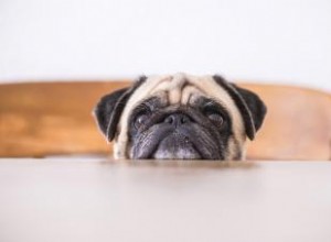 Les chiens peuvent-ils manger des canneberges ? Répartition des montants sûrs 