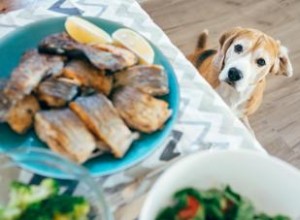 Les chiens peuvent-ils manger du poisson ? Répartition des pratiques les plus sûres 
