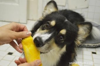 Les chiens peuvent-ils manger de la mangue ? Guide du propriétaire 