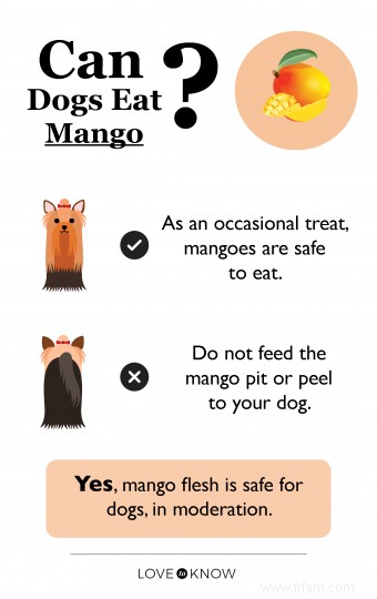 Les chiens peuvent-ils manger de la mangue ? Guide du propriétaire 