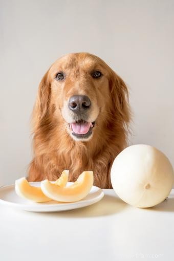 Les chiens peuvent-ils manger du melon ? Idées de friandises alternatives 