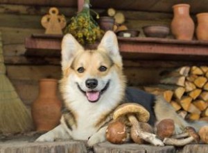 Les chiens peuvent-ils manger des champignons ? Ce que chaque propriétaire doit savoir 