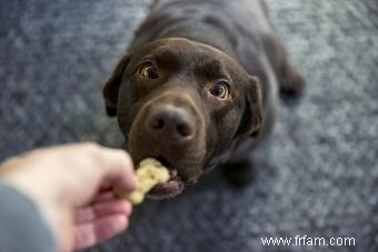 Les chiens peuvent-ils manger des pêches ? Comment les nourrir en toute sécurité à votre chiot 