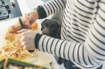 Les chiens peuvent-ils manger des pommes de terre ? Répartition de la consommation sûre du régulier au sucré 