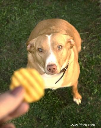 Les chiens peuvent-ils manger des pommes de terre ? Répartition de la consommation sûre du régulier au sucré 