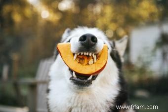 Les chiens peuvent-ils manger de la citrouille ? Examiner cet aliment de base d automne 