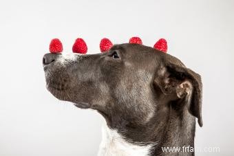 Les chiens peuvent-ils manger des framboises ? Une excellente source d antioxydants (avec modération) 