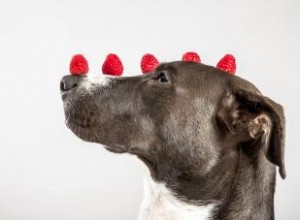 Les chiens peuvent-ils manger des framboises ? Une excellente source d antioxydants (avec modération) 