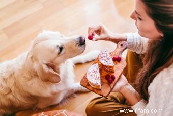 Les chiens peuvent-ils manger des framboises ? Une excellente source d antioxydants (avec modération) 