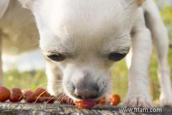 Les chiens peuvent-ils manger des framboises ? Une excellente source d antioxydants (avec modération) 