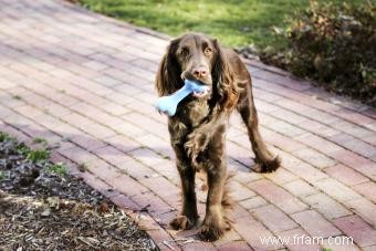 Les chiens peuvent-ils manger des os de côtes ? Mâcher ou ne pas mâcher 