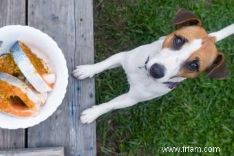 Les chiens peuvent-ils manger du saumon ? Un regard sur le bon et le mauvais 