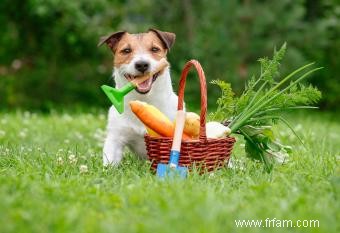 Les chiens peuvent-ils manger des ignames ? Ce qu il faut savoir sur ces légumes nutritifs 