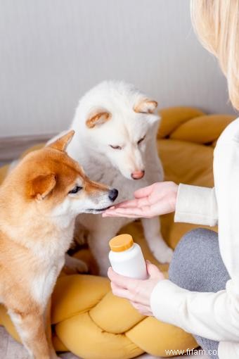 Les chiens peuvent-ils manger du yaourt ? Oui et non) 