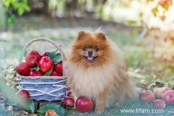 Les chiens peuvent-ils avoir des pommes ? Ou devraient-ils s abstenir de ces fruits ? 