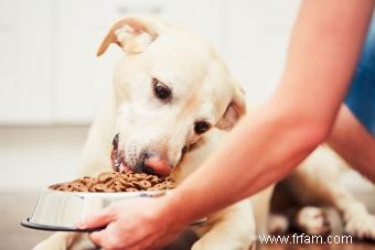 Guide des aliments pour chiens à faible teneur en protéines 