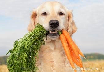 Guide des aliments pour chiens à faible teneur en protéines 