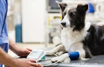 La nourriture pour chiens sans céréales est-elle mauvaise pour le cœur de votre chien ? 