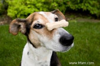 Conseils vétérinaires sur le choix des friandises pour votre chien 