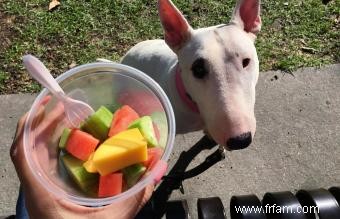 Quels fruits sont bons pour les chiens ? 