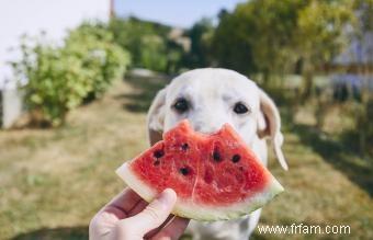 Quels fruits sont bons pour les chiens ? 