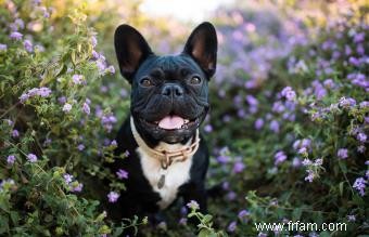 Adopter un bouledogue français 