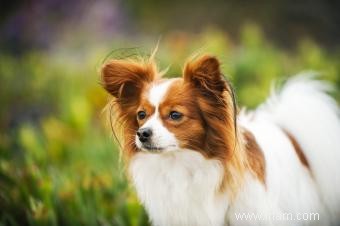 Adoption et sauvetage de Papillon 