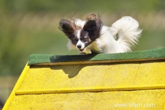 Adoption et sauvetage de Papillon 