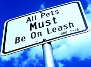 Meilleurs styles et accessoires de laisse pour chien pour votre chiot 