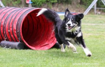 Équipement d agilité pour chien bon marché 