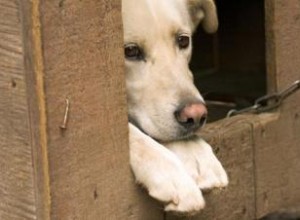 Choisir la meilleure niche pour votre animal de compagnie 