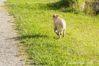 Les clôtures électriques pour chiens fonctionnent-elles ? 