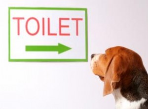 Est-ce que le Pot Patch fonctionne ? Avantages et inconvénients 