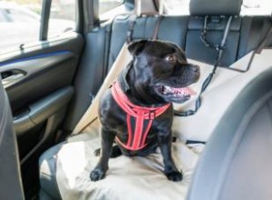 Types de retenue de voiture pour chien pour garder votre chiot en sécurité 