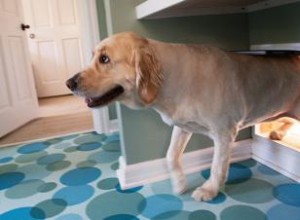 Portes électroniques pour chiens :cette porte moderne vous convient-elle ? 