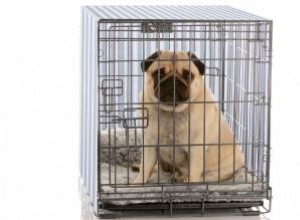 Faire une superbe couverture de caisse pour chien 