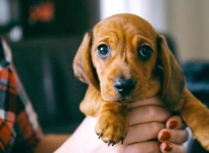 Liste de vérification pour nouveau chiot :un guide pratique sur ce qu il faut acheter 