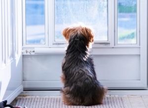 Portes moustiquaires avec porte pour chien 