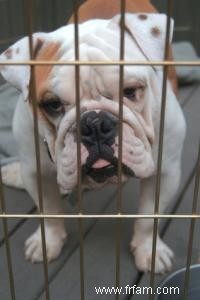 Conseils sur les clôtures d exercice pour chiens alias Ex-Pens 