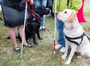 6 types de chiens d assistance et de races couramment utilisés 