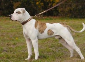 8 conseils de sécurité pour promener un chien de bon sens 